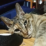 レトログレイド 373