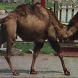 ヒトコブハンラクダ