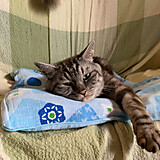 にゃに見てんだ