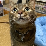 ネコと映画と人生と