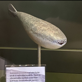 サバカンピスピス