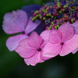 ひっとーーーん