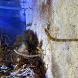 チーズフォンデュ