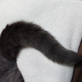茶々の尻尾