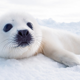 マチルダリリー