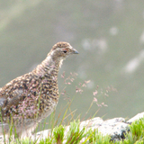 カモシカヤマネ