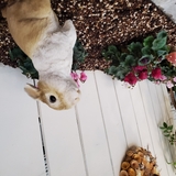 クレイジー ラビットくん