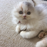 ホワイトキャット