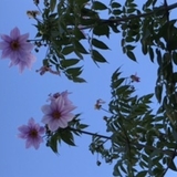 芦屋マドレーヌ