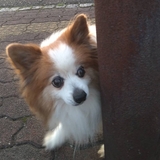 ケンゴジェリー