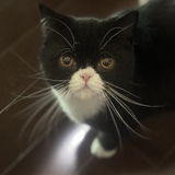 パスチューリオ