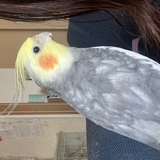 マンゴーパパイヤ