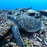 海亀