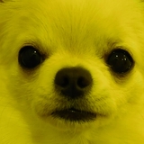 YY