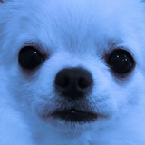 YY