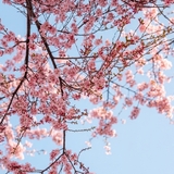 花ひろば(淡路島)
