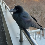 オナキン・スカイウォーカー