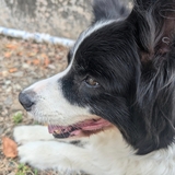 映画感想ドリーチャンネル