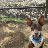 ひまわりいっこ