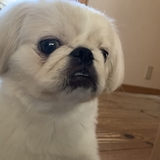 キーちゃんパパ