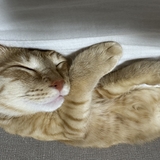 歯並び綺麗ちゃん