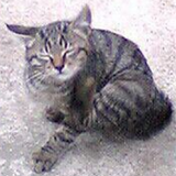 オッサン＠岸和田