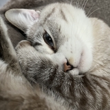 にーるのげぼく