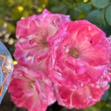 やせいのひつじ