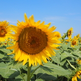 letournesol