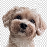 keeeeichi