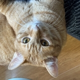 ピートマイケル