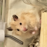 ぐみいっきぐい