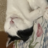 腹ぽてダニーさん