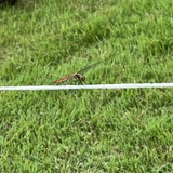 ペットショップ