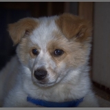 ヒロ・ザ・キッド