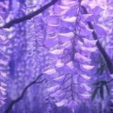 WISTERIA