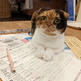 にゃんこの下僕