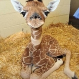 ちゃっちまるまる