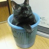 黒ネコの徹子ちゃん