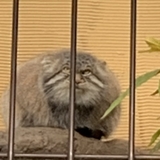 まぬるねこ