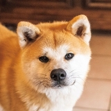 いぬ