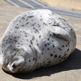 あざらし愛好家