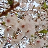 美桜璃