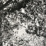 きいろのかめら