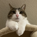 リュウケイショー