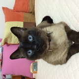 シャム猫好き