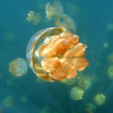 Jellyfish