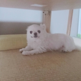 ニシパ