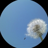 aoikaze0513