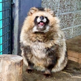 ぽんぽこたぬき